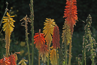 Kniphofia uvariaVuurpijl bestellen